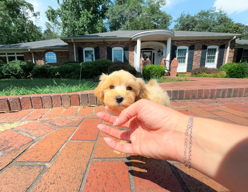 Cute Malt a Poo Poodle Mix Puppy
