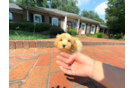 Maltipoo Puppy for Adoption
