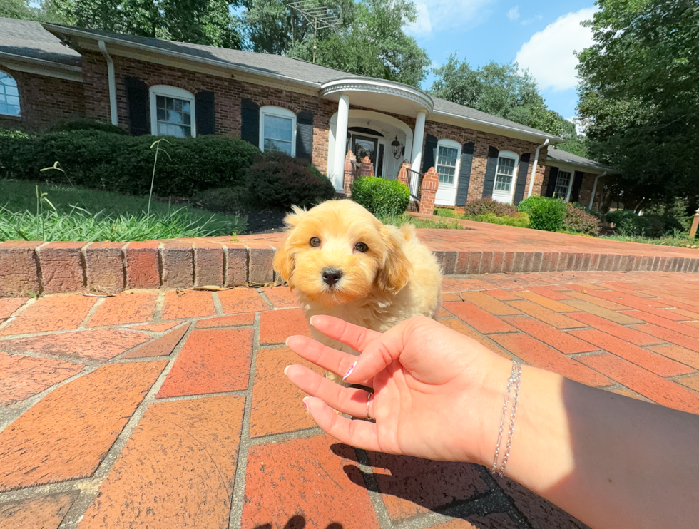 Maltipoo Puppy for Adoption