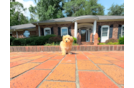 Best Maltipoo Baby