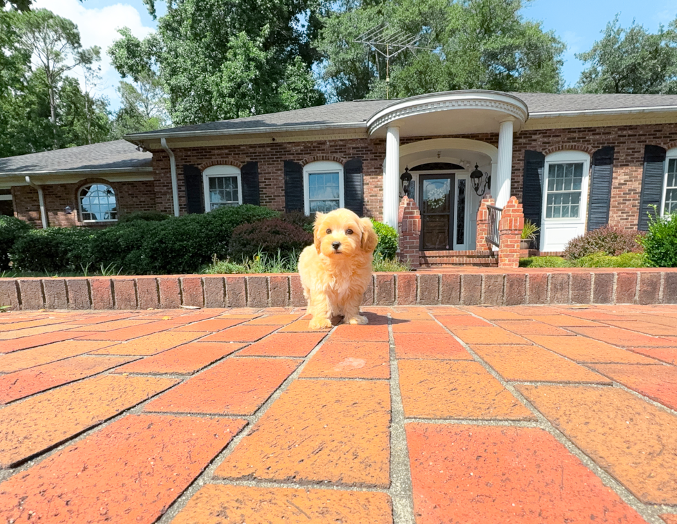 Best Maltipoo Baby