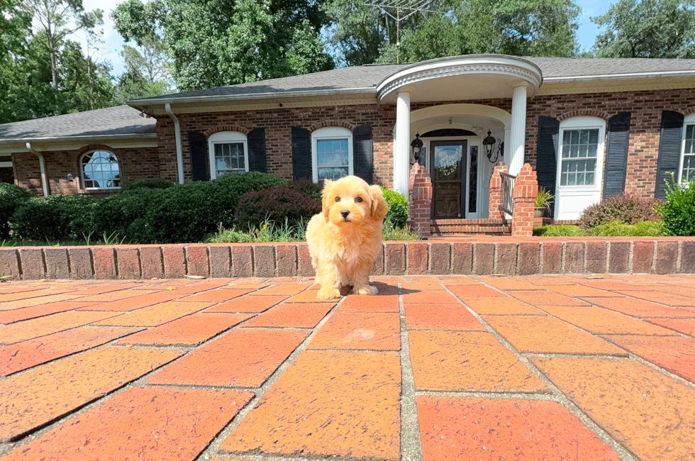 8 week old Maltipoo Puppy For Sale - Simply Southern Pups