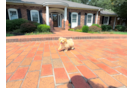 Maltipoo Puppy for Adoption