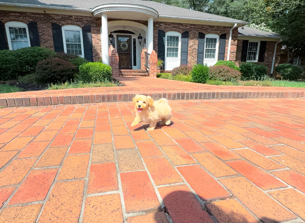 Maltipoo Puppy for Adoption