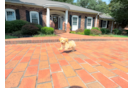 Cute Malt a Poo Poodle Mix Puppy