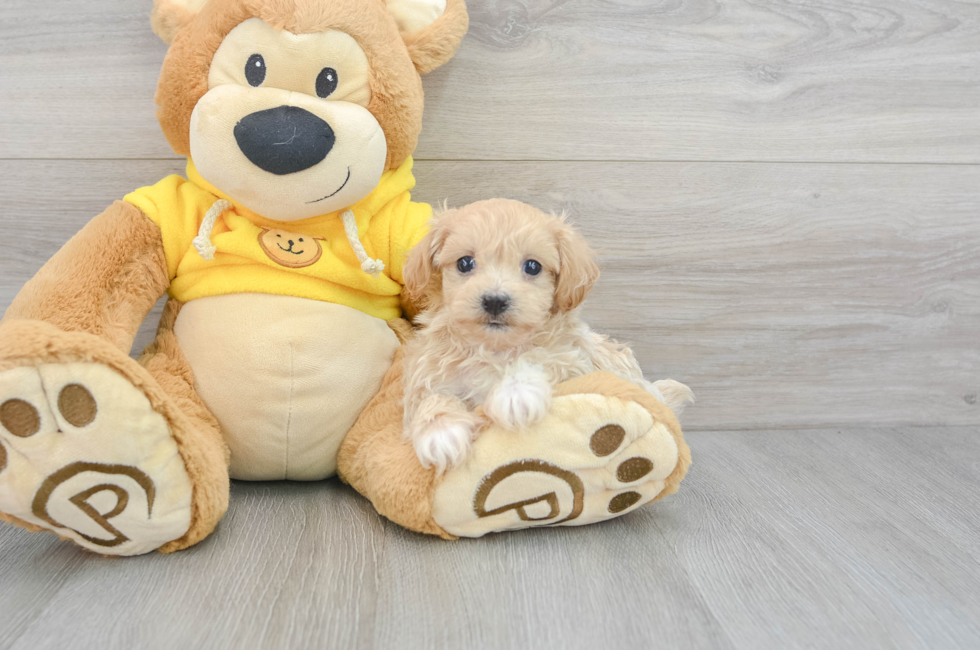 7 week old Maltipoo Puppy For Sale - Simply Southern Pups