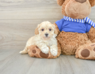 9 week old Maltipoo Puppy For Sale - Simply Southern Pups