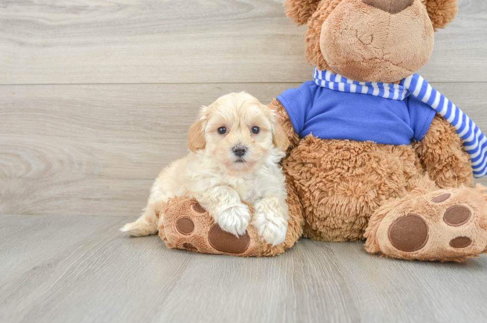 8 week old Maltipoo Puppy For Sale - Simply Southern Pups