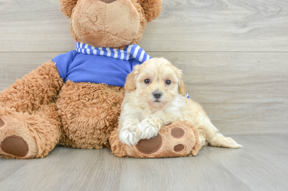 Sweet Maltipoo Baby