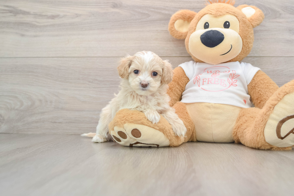Best Maltipoo Baby