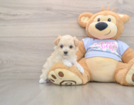 8 week old Maltipoo Puppy For Sale - Simply Southern Pups