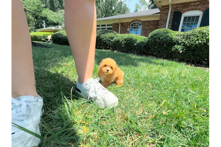 Cute Maltipoo Baby