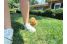 Cute Maltipoo Baby