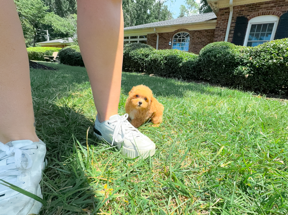 Cute Maltipoo Baby