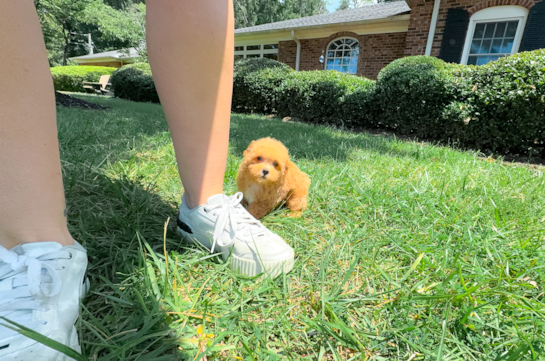 Cute Maltipoo Baby