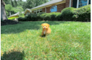 Cute Malt a Poo Poodle Mix Puppy