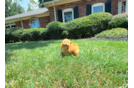 Maltipoo Puppy for Adoption