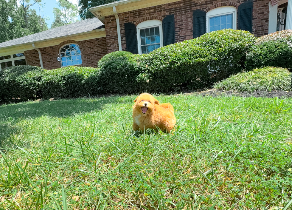 Maltipoo Puppy for Adoption