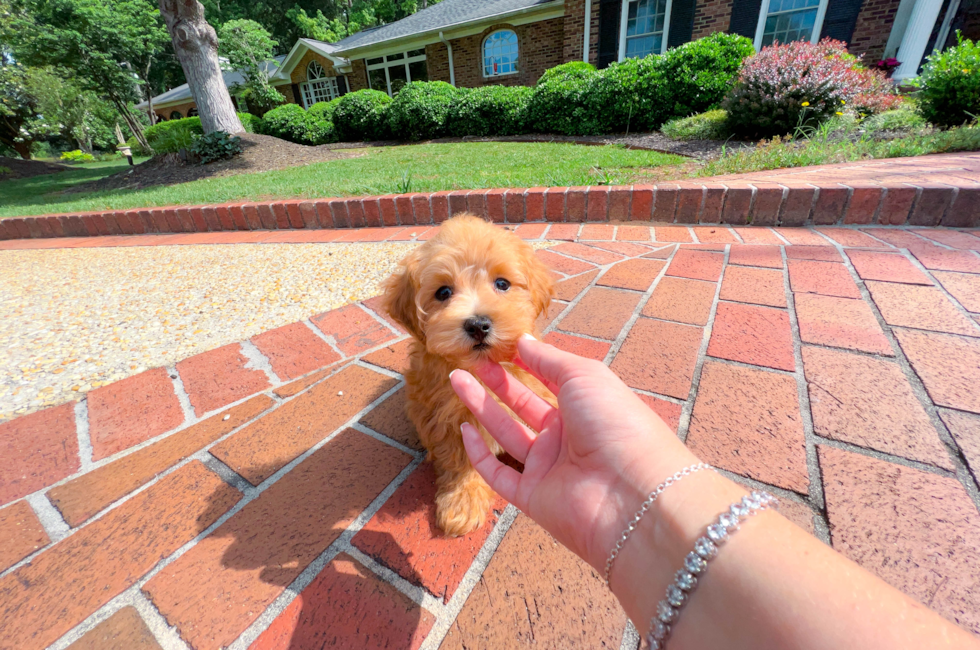 9 week old Maltipoo Puppy For Sale - Simply Southern Pups