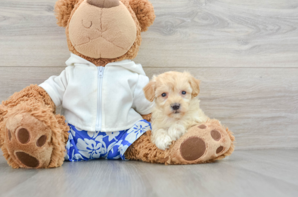 7 week old Maltipoo Puppy For Sale - Simply Southern Pups