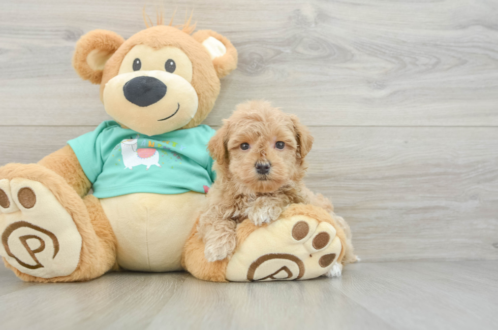 7 week old Maltipoo Puppy For Sale - Simply Southern Pups