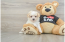 Petite Maltipoo Poodle Mix Pup