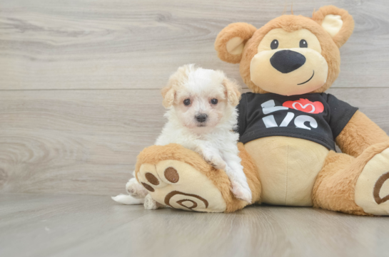 Petite Maltipoo Poodle Mix Pup