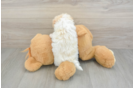 Best Maltipoo Baby