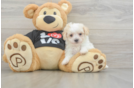 Happy Maltipoo Baby