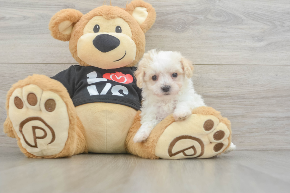 Happy Maltipoo Baby