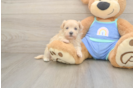 Maltipoo Pup Being Cute