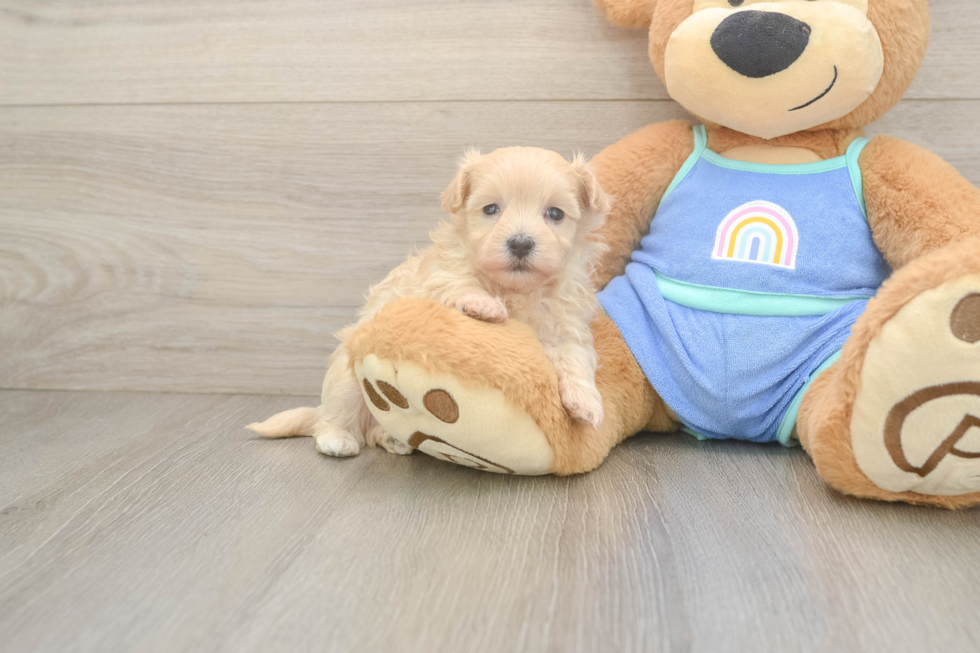 Maltipoo Pup Being Cute