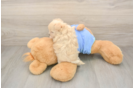 Energetic Moodle Poodle Mix Puppy