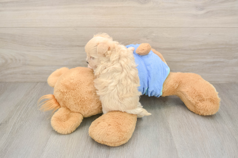 Energetic Moodle Poodle Mix Puppy