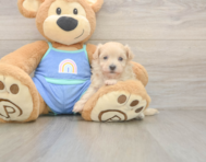 9 week old Maltipoo Puppy For Sale - Simply Southern Pups
