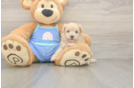 Friendly Maltipoo Baby
