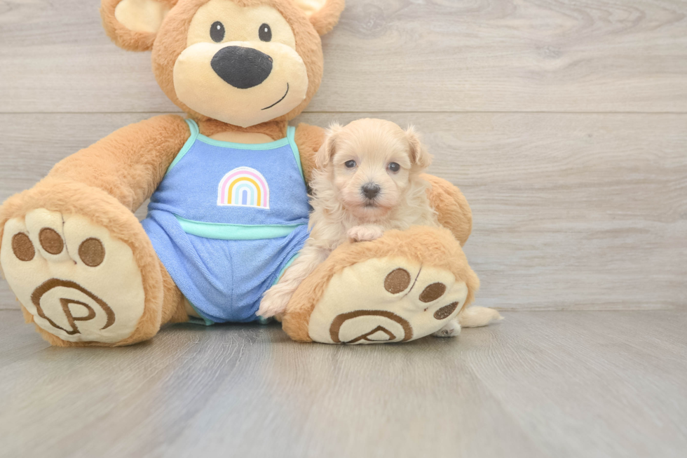Friendly Maltipoo Baby