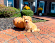 10 week old Maltipoo Puppy For Sale - Simply Southern Pups