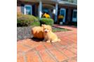 Cute Maltipoo Poodle Mix Pup