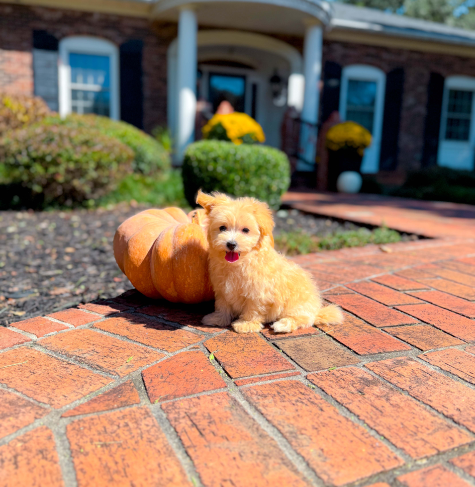 Cute Maltipoo Poodle Mix Pup