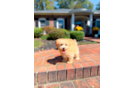 Cute Maltipoo Baby
