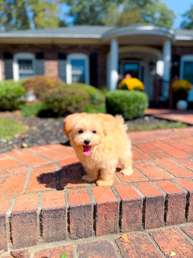 Cute Maltipoo Baby