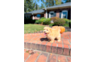 Cute Maltipoo Poodle Mix Pup