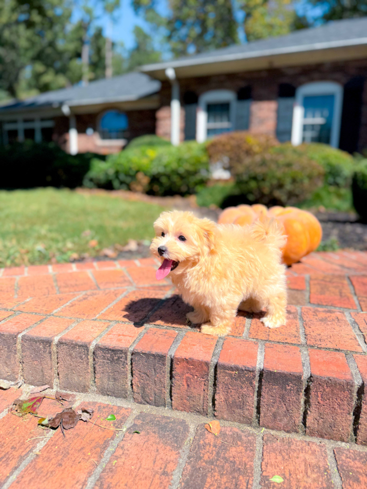 Cute Maltipoo Poodle Mix Pup