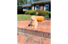 Cute Malt a Poo Poodle Mix Puppy