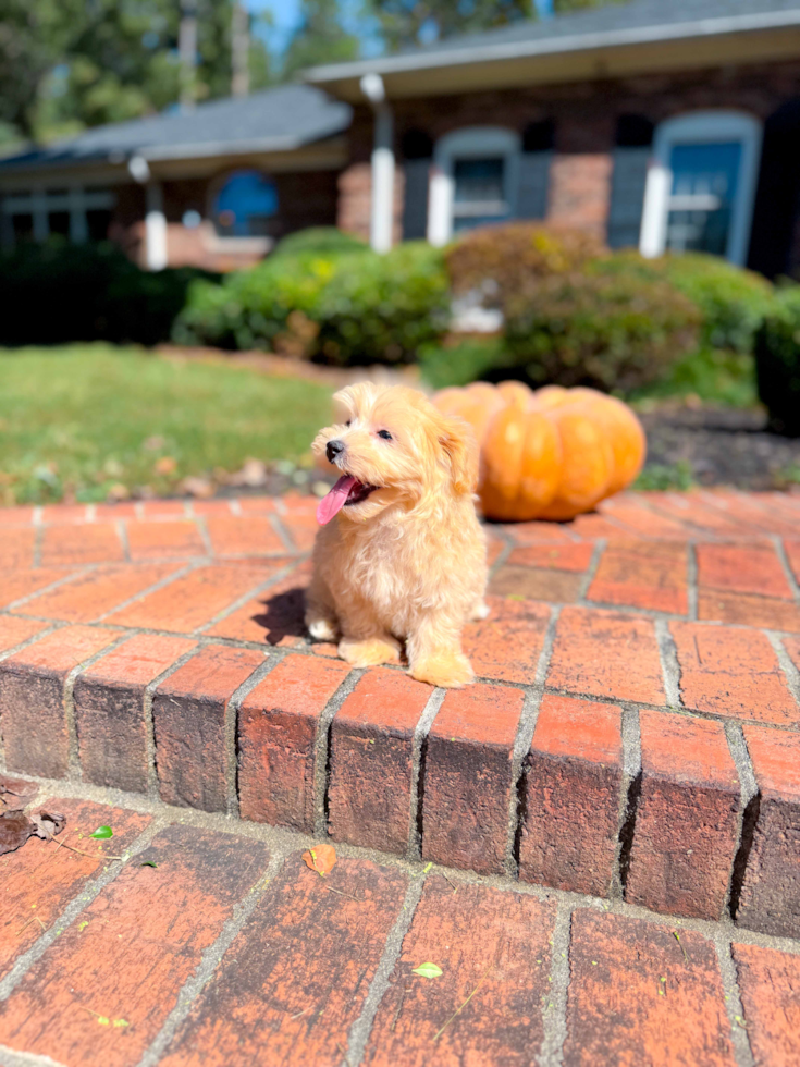 Cute Malt a Poo Poodle Mix Puppy