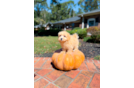 Cute Malt a Poo Poodle Mix Puppy