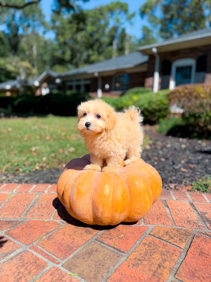 Cute Malt a Poo Poodle Mix Puppy