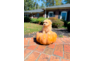 Cute Malt a Poo Poodle Mix Puppy