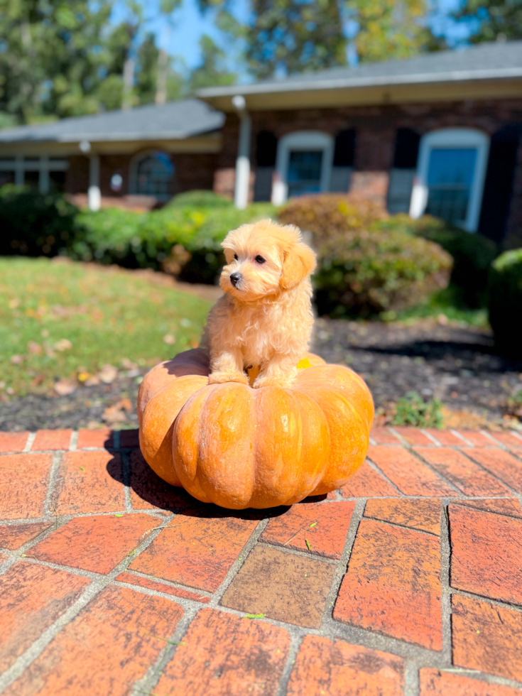 Cute Malt a Poo Poodle Mix Puppy